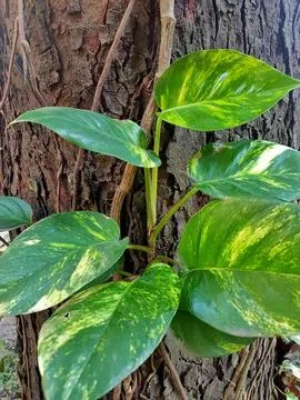 Vibrant Pothos on Tree Bark Stock Photos
