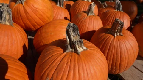 Vibrant Pumpkin Patch in Autumn Sunlight Stock Footage 319294590