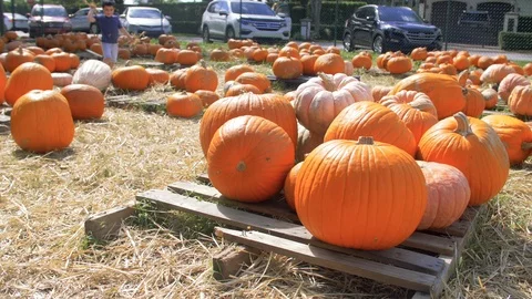 Vibrant Pumpkin Patch Near Parked Cars Stock Footage