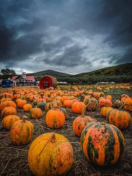 Vibrant Pumpkin Patch Under Dramatic Sky at Fall Festival Stock Photos