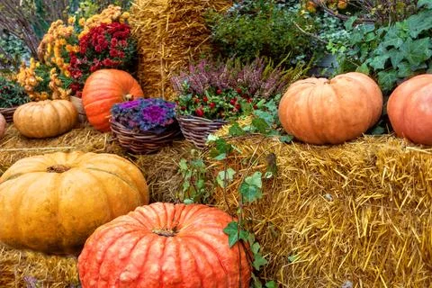 Vibrant pumpkins in rustic, surrounded by straw and autumn leaves, showcasing Foto stock