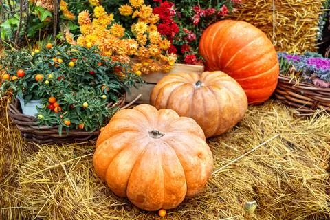 Vibrant pumpkins in rustic, surrounded by straw and autumn flowers, showcas.. Stock Photos
