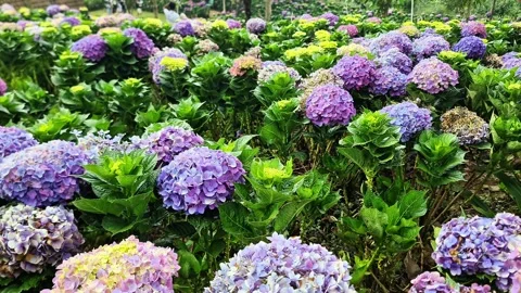 Vibrant Purple and Pink Hydrangea Blossoms in Botanical Park Stock Footage 334100582