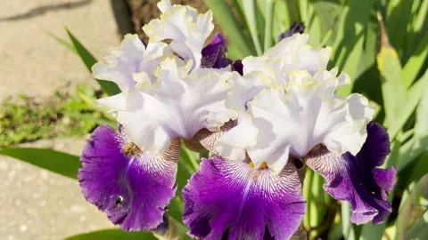 Vibrant Purple and White Iris Flowers Bloom Beautifully in a Sunny Garden Stock Footage 335540004