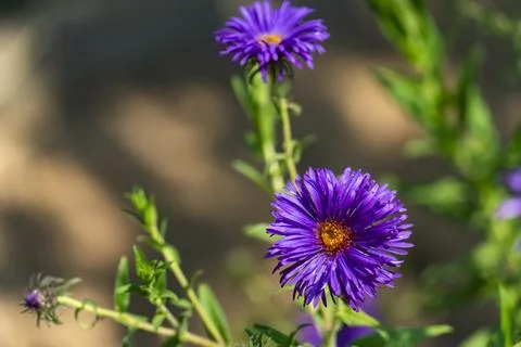 Vibrant Purple Aster in Bloom Stock-Fotos