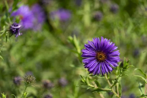 Vibrant Purple Aster in Bloom Foto stock