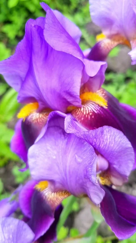 Vibrant purple bearded iris flowers blooming in the garden closeup Stock Footage 345744814