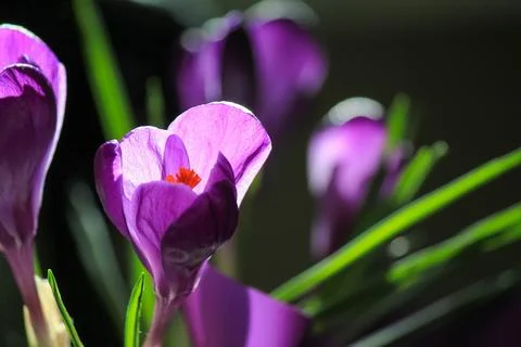 Vibrant purple Crocus vernus in dramatic sunlight, beautiful botanical macr.. Foto stock