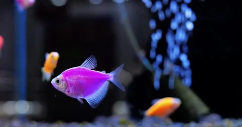 Vibrant purple fish gliding through aquarium, gracefully swimming among smaller Stock-Footage 314466941