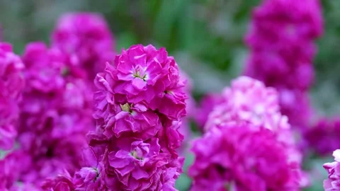 Vibrant purple flowers Close-up image of vibrant purple flower, possibly a pansy Stock Footage 302820507