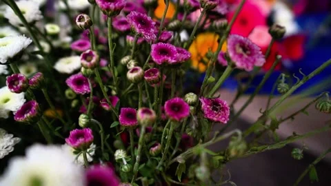 Vibrant purple flowers Stock Footage 320958799