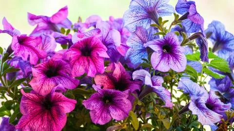 Vibrant purple flowers Stock Photos