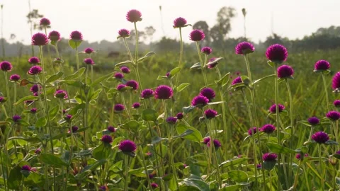 Vibrant Purple Globe Amaranth Stock Footage 326156665