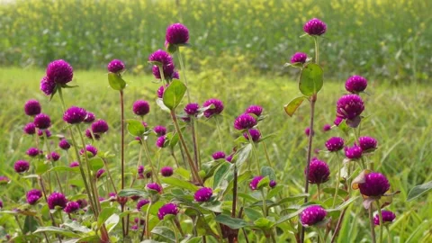 Vibrant Purple Globe Amaranth Stock Footage 333414894