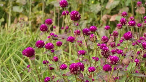 Vibrant Purple Globe Amaranth Stockbeeldmateriaal 333414997
