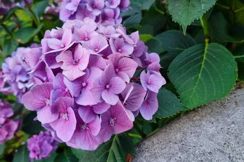 Vibrant Purple Hydrangea Bloom in Lush Garden Setting for Floral Design and.. Stock Photos