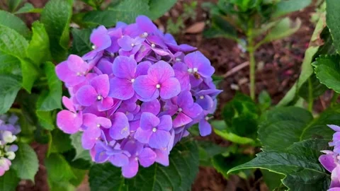 Vibrant purple hydrangea cluster blooming Stock Footage 322956313