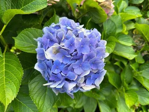 Vibrant purple hydrangea flower Stock Photos