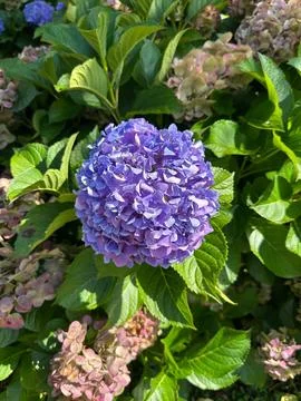 Vibrant purple hydrangea flower Stock Photos
