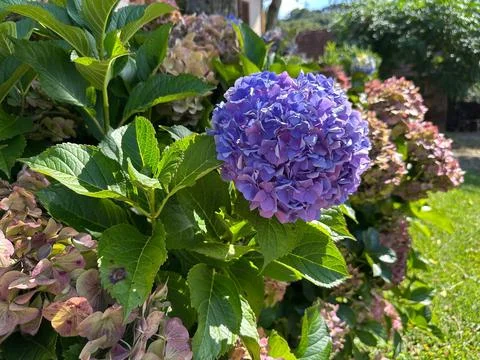 Vibrant purple hydrangea in the garden Stock Photos