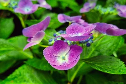 Vibrant Purple Hydrangeas in Bloom - Perfect for Floral Design and Nature Decor 스톡 사진