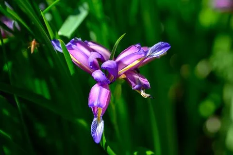 Vibrant purple iris bloom Stockfoto's