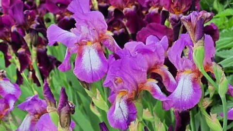 Vibrant purple iris flowers swaying in the gentle breeze in a spring garden Stock Footage 337228577