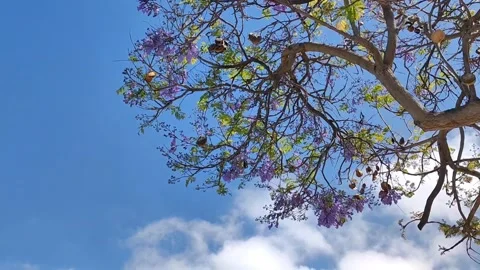 Vibrant Purple Jacaranda Tree in Full Bloom under Blue Sky with White Clouds Video stock 333699598