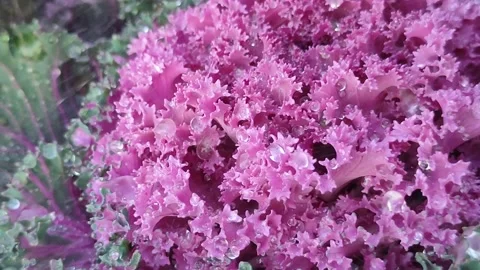Vibrant Purple Red Cabbage Close-Up 库存影片 338235098