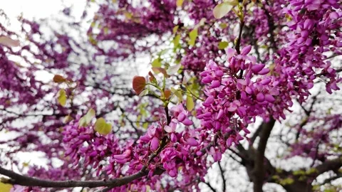 Vibrant Purple Redbud Blossoms Announcing Spring Stock Footage 273857347