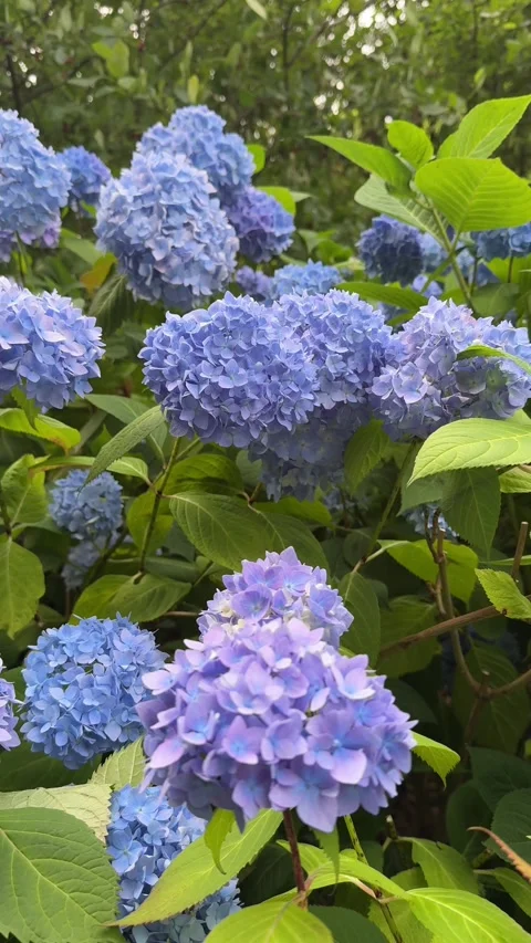 Vibrant purple, white and red flowers bloom on lush green shrubs, standing out b Stock Footage 314564936