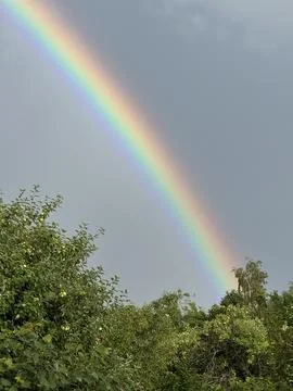 Vibrant Rainbow Arching Over Lush Green Trees After Rain Stock Photos