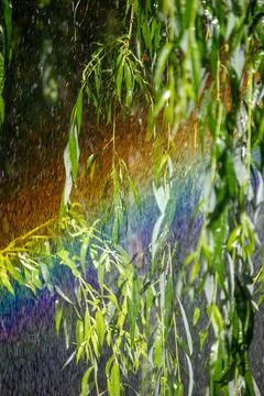 Vibrant rainbow spectrum visible through water spray and weeping willow folia Stock Photos