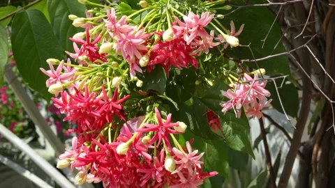 Vibrant Rangoon Creeper Blossoms Stock Footage 265874410