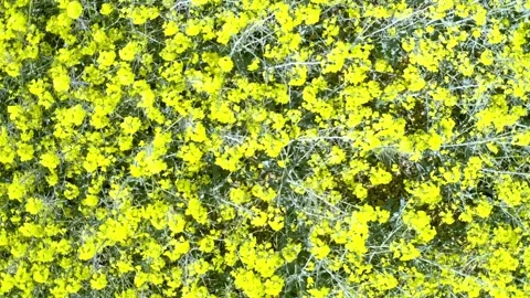 Vibrant rapeseed fields in Estonia during spring bloom Stock Footage 296511681