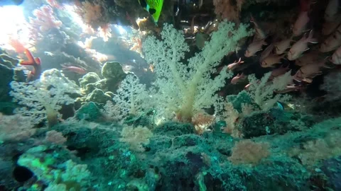 Vibrant Ras Mohammed Reef with Diverse Fish Vídeos de archivo 329681635