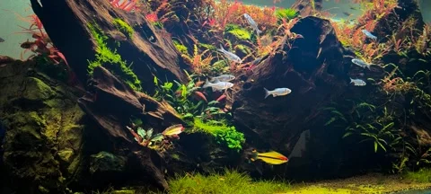 Vibrant Rasboras, Gourami, Red Shiners, Tetras, and Barbs in 4K Aquarium Loop Stock Footage 317065166