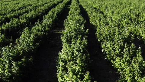 Vibrant Raspberry Bush Rows in Sunlit Agricultural Field Stock Footage 265061740