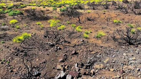 The Vibrant Recovery Process of the Ecosystem After a Wildfire in an Arid Stock Photos