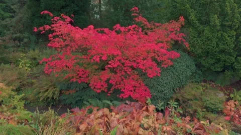 Vibrant red Acer tree beside stream in Autumn fall Stock Footage 255612183