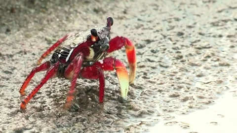 Vibrant Red and Black Decorated Crab on a Grey Sandy Surface Stock Footage 296856901