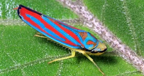 Vibrant Red and Blue Leafhopper Macro Photography Stock Photos