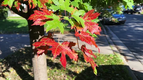 Vibrant red and green maple leaves swaying in the autumn breeze Stock-Footage 348111194