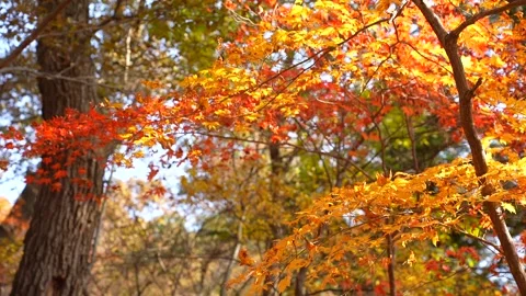 Vibrant Red and Orange Maple Leaves Gently Swaying in the Wind Video stock 322570247