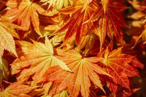 Vibrant red and orange maple leaves densely clustered together, showcasing .. Stock Photos