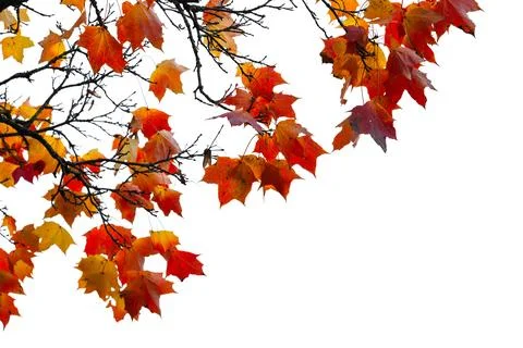 Vibrant red and orange maple leaves cling to bare branches isolated on white Stock Photos