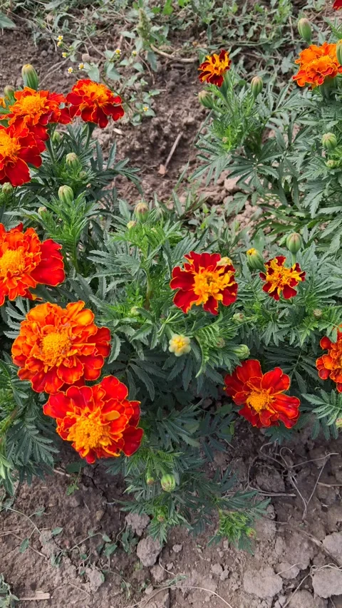 Vibrant Red and Orange Marigold Flowers Blooming in Garden Stock Footage 346713320