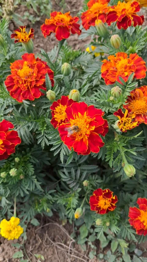 Vibrant Red and Orange Marigold Flowers with Bee in Garden Stock Footage 346713321