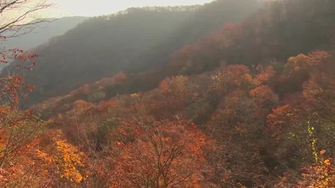 Vibrant Red and Orange Trees Hillside Clip Stock Footage 346196113