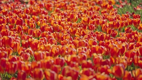 Vibrant red and orange tulip field blooming spring floral background Stock Footage 333420454